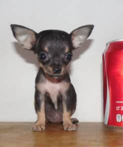 Hembra Golondrina Micro Bolsillo VIP - 2 Meses - Imagen 2
