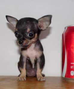 Hembra Golondrina Micro Bolsillo VIP - 2 Meses - Imagen 3