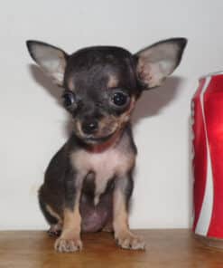 Hembra Golondrina Micro Bolsillo VIP - 2 Meses - Imagen 4