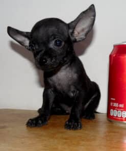 Hembra Negra Micro Bolsillo VIP - 2 Meses - Imagen 2
