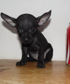 Hembra Negra Micro Bolsillo VIP - 2 Meses - Imagen 3