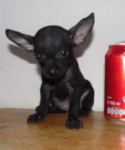 Hembra Negra Micro Bolsillo VIP - 2 Meses - Imagen 4