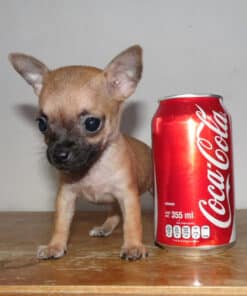 Hembra Tabaco Micro Bolsillo VIP - 2 Meses - Imagen 2
