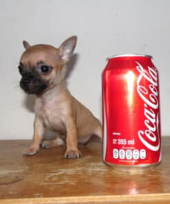 Hembra Tabaco Micro Bolsillo VIP - 2 Meses - Imagen 3