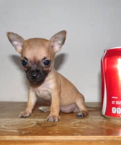 Hembra Tabaco Micro Bolsillo VIP - 2 Meses - Imagen 4
